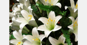 Lilies are making a comeback, and new varieties are stealing the show